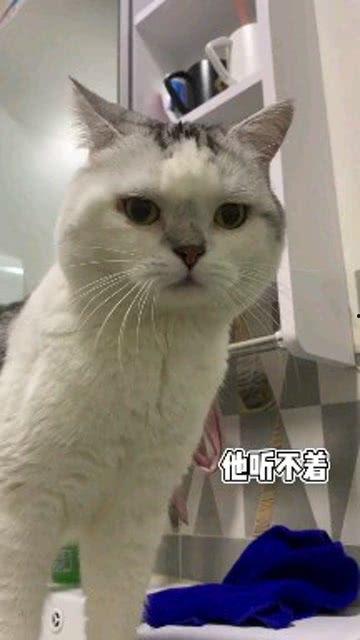 娱乐吃瓜酱男朋友不如猫,揭秘娱乐圈中的“喵星人”魅力 第2张 娱乐吃瓜酱男朋友不如猫,揭秘娱乐圈中的“喵星人”魅力 第2张